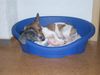 Jack-Russell-Terrier Foto: Odie und Damon (ID 28330) Jack-Russell-Terrier Hund