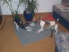 Jack-Russell-Terrier Foto: Odie und Damon (ID 28362) Jack-Russell-Terrier Hund