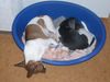 Jack-Russell-Terrier Foto: Odie und Damon (ID 28363) Jack-Russell-Terrier Hund