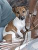 Jack-Russell-Terrier Foto: Odie (ID 21272) Jack-Russell-Terrier Hund