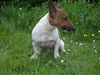Jack-Russell-Terrier Foto: Odie (ID 32521) Jack-Russell-Terrier Hund
