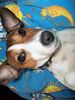 Jack-Russell-Terrier Foto: kleine Fledermaus (ID 33176) Jack-Russell-Terrier Hund