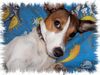 Jack-Russell-Terrier Foto: süßa (ID 33175) Jack-Russell-Terrier Hund