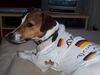 Jack-Russell-Terrier Foto: Unser Lucky (ID 33173) Jack-Russell-Terrier Hund