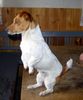 Jack-Russell-Terrier Foto: Wo ist der Osterhase? (ID 10511) Jack-Russell-Terrier Hund