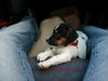 Jack-Russell-Terrier Foto: Meine erste Autofahrt(10 Wochen alt) (ID 21080) Jack-Russell-Terrier Hund