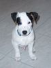 Jack-Russell-Terrier Foto: Snoopy...wartend auf sein fresschen... (ID 10240) Jack-Russell-Terrier Hund