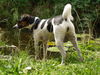 Jack-Russell-Terrier Foto (ID 43816) Jack-Russell-Terrier Hund