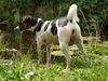 Jack-Russell-Terrier Hund