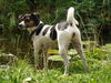 Jack-Russell-Terrier Hund