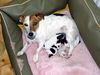 Jack-Russell-Terrier Foto: unsre kleinen (ID 44191) Jack-Russell-Terrier Hund
