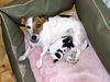 Jack-Russell-Terrier Hund