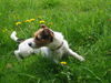 Jack-Russell-Terrier Hund