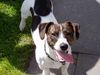 Jack-Russell-Terrier Foto: Goofy aus Hamburg (ID 19272) Jack-Russell-Terrier Hund
