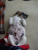 Jack-Russell-Terrier Foto: nein nein ich bin nicht dick !! (ID 36636) Jack-Russell-Terrier Hund