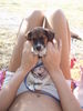 Jack-Russell-Terrier Foto: ich bin ja sooooooo müde !! (ID 36638) Jack-Russell-Terrier Hund