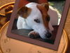 Jack-Russell-Terrier Hund