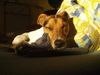 Jack-Russell-Terrier Foto: Sunny, Sonne, gut so (ID 15609) Jack-Russell-Terrier Hund