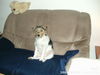 Jack-Russell-Terrier Foto: unser atze ist 1jahr geworden (ID 36498) Jack-Russell-Terrier Hund