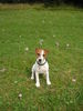 Jack-Russell-Terrier Foto (ID 25816) Jack-Russell-Terrier Hund