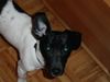 Jack-Russell-Terrier Foto: Mein HUnd Buddy (ID 15790) Jack-Russell-Terrier Hund