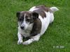 Jack-Russell-Terrier Foto: Das ist Lisa, ich habe sie in einem Tierheim gefunden (ID 16483) Jack-Russell-Terrier Hund