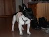 Jack-Russell-Terrier Foto: Mein HUnd Buddy (ID 15791) Jack-Russell-Terrier Hund