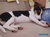 Jack-Russell-Terrier Foto: noch ohne Stehohren (ID 42496) Jack-Russell-Terrier Hund