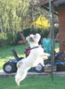 Jack-Russell-Terrier Foto: HALF jack-russell-terrier...but the best dog ever (ID 31942) Jack-Russell-Terrier Hund