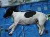 Jack-Russell-Terrier Foto: Mein HUnd Buddy (ID 15794) Jack-Russell-Terrier Hund