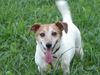 Jack-Russell-Terrier Foto: Mein HUnd Buddy (ID 15792) Jack-Russell-Terrier Hund