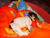 Jack-Russell-Terrier Foto: Becca ist sooooo müde... ;o) (ID 18734) Jack-Russell-Terrier Hund