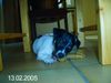 Jack-Russell-Terrier Foto: mmmhmm..lecker (ID 18736) Jack-Russell-Terrier Hund
