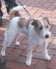 Jack-Russell-Terrier Hund