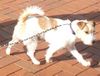 Jack-Russell-Terrier Hund