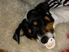 Jack-Russell-Terrier Foto: ,,, unser taubes Flötchen ... (ID 27100) Jack-Russell-Terrier Hund