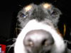 Jack-Russell-Terrier Foto: who let the dogs out? (ID 27110) Jack-Russell-Terrier Hund