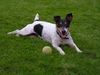 Jack-Russell-Terrier Foto: Unsere verrückte Agility - Jackie (8 J.) (ID 15588) Jack-Russell-Terrier Hund