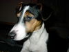 Jack-Russell-Terrier Foto: Bin ja sooo müde.... (ID 32023) Jack-Russell-Terrier Hund
