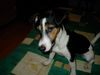 Jack-Russell-Terrier Foto: Ich heiße Hexe und bin grad faul... (ID 32024) Jack-Russell-Terrier Hund