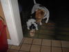 Jack-Russell-Terrier Foto: Hey das ist mein Knochen (ID 35962) Jack-Russell-Terrier Hund