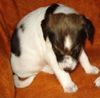 Jack-Russell-Terrier Foto: Mein Pancho (ID 15893) Jack-Russell-Terrier Hund