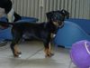 Jack-Russell-Terrier Hund