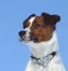 Jack-Russell-Terrier Foto: Phoebe, Januar 2003 (ID 3606) Jack-Russell-Terrier Hund