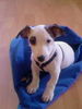 Jack-Russell-Terrier Hund