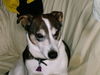 Jack-Russell-Terrier Foto: Benny der Stolze (ID 38575) Jack-Russell-Terrier Hund