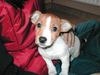 Jack-Russell-Terrier Foto: das is meine süe Piper (ID 19859) Jack-Russell-Terrier Hund