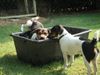 Jack-Russell-Terrier Hund
