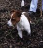 Jack-Russell-Terrier Foto: Matsche - Matsche - Matsche ... mehr davon!!! (ID 21554) Jack-Russell-Terrier Hund