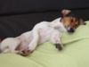 Jack-Russell-Terrier Foto (ID 20967) Jack-Russell-Terrier Hund